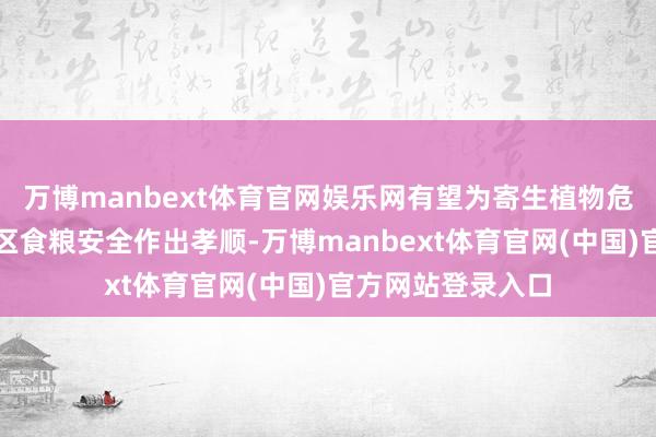 万博manbext体育官网娱乐网有望为寄生植物危害较为严重的地区食粮安全作出孝顺-万博manbext体育官网(中国)官方网站登录入口